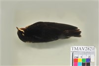 藏品(家燕)的圖片